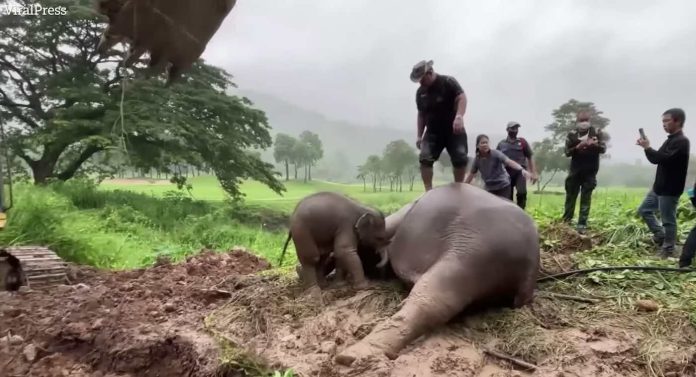 elephant cpr vets in Asia-YOUTUBE