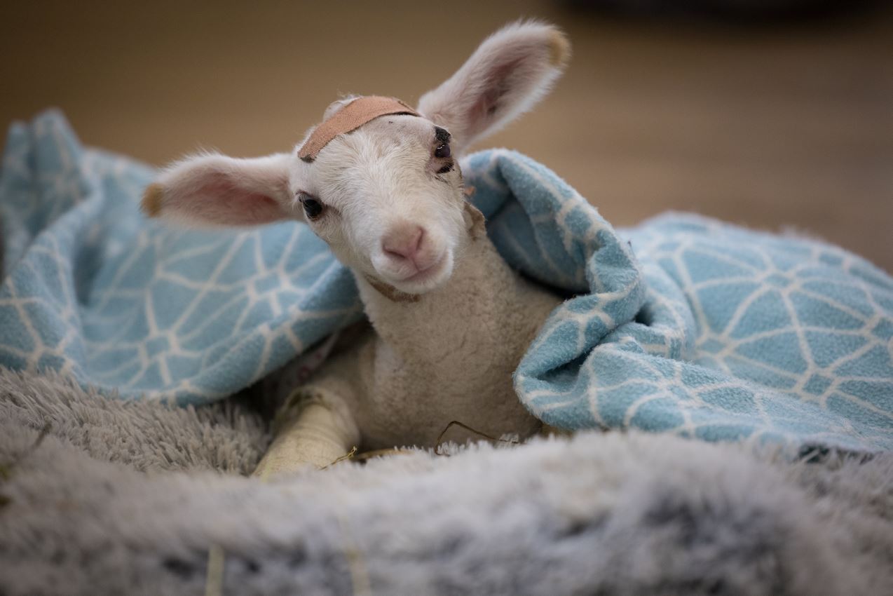 Sam si Anak Domba Dirawat Melalui Pemulihan yang Luar Biasa Setelah Jatuh dari Truk Jalan Raya