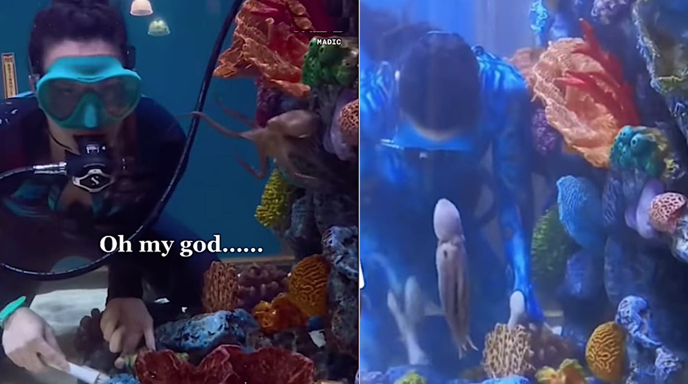 Watch Little Octopus Demand Endless Attention From Aquarium Worker Who Captures it All on Video