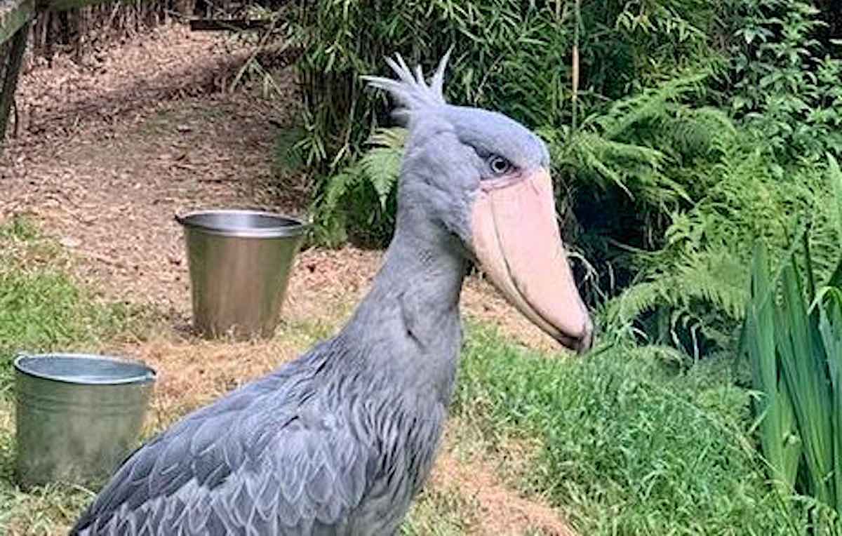 Rare 'Dinosaur Bird' Patiently Awaits a Lifelong Mate to Populate the  Magnificent Species