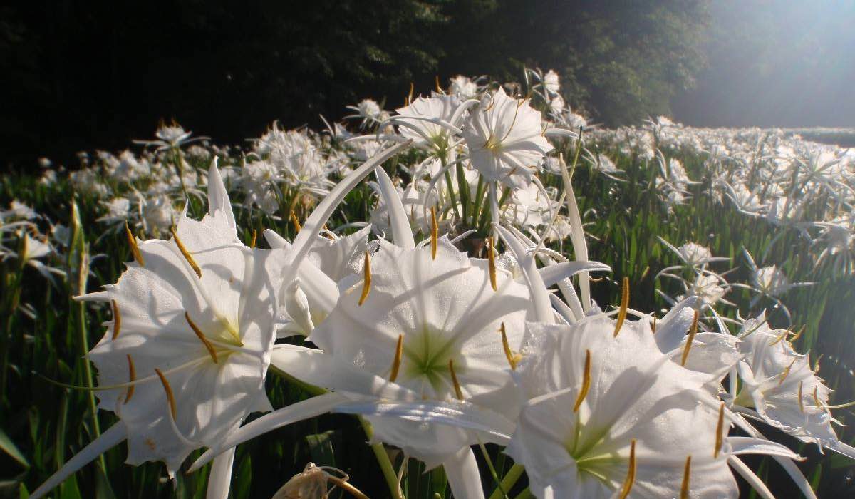 Tambang Batubara Beracun Menjadi Suaka Margasatwa Dengan Turis Berbondong-bondong Melihat Bunga Lili Putih Langka