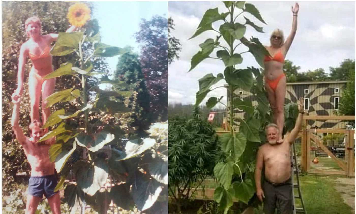 Cinta Pasangan Masih Mekar 40 Tahun Setelah Mereka Membuat Foto Pertama Berpose Bersama Bunga Matahari 12 kaki