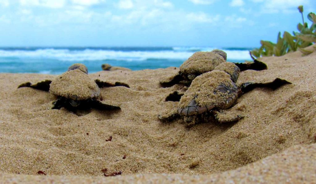 Georgia establece el récord de tortugas con la mayor cantidad de nidos de tortuga boba jamás contados en la playa – MIRA