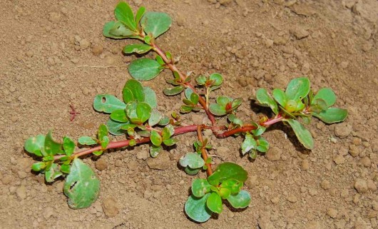 Common Weed May Be ‘Super Plant’ That Holds Key to Drought-Resistant Crops