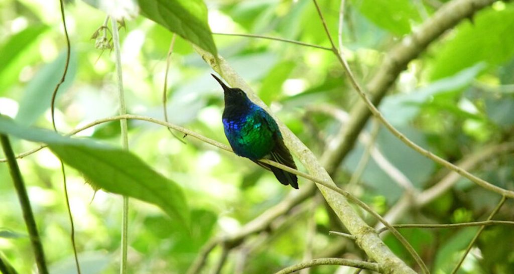 Raro colibrí cantor redescubierto inesperadamente en Colombia envuelto en azul y verde iridiscente