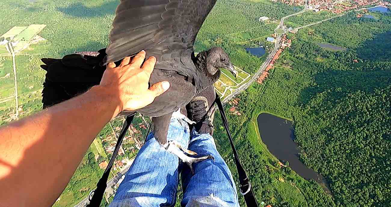 Vulture Melayang Di Sekitar Paraglider Lalu Mendarat di Pangkuannya – WATCH