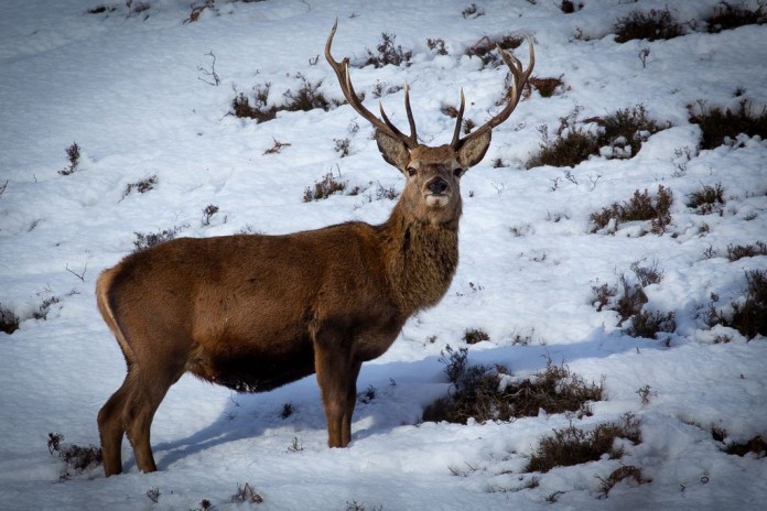 red deer in scotland