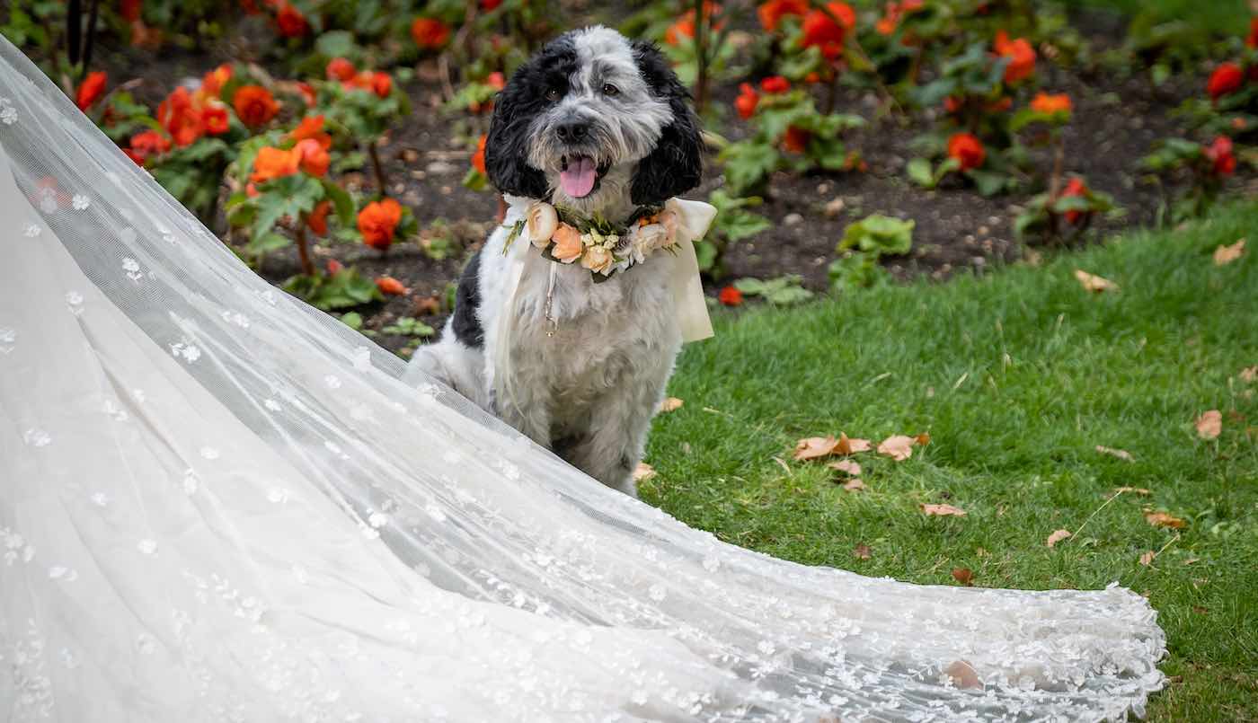 Dua Pertiga Pemilik Anjing Ingin Melibatkan Hewan Peliharaan di Hari Pernikahannya