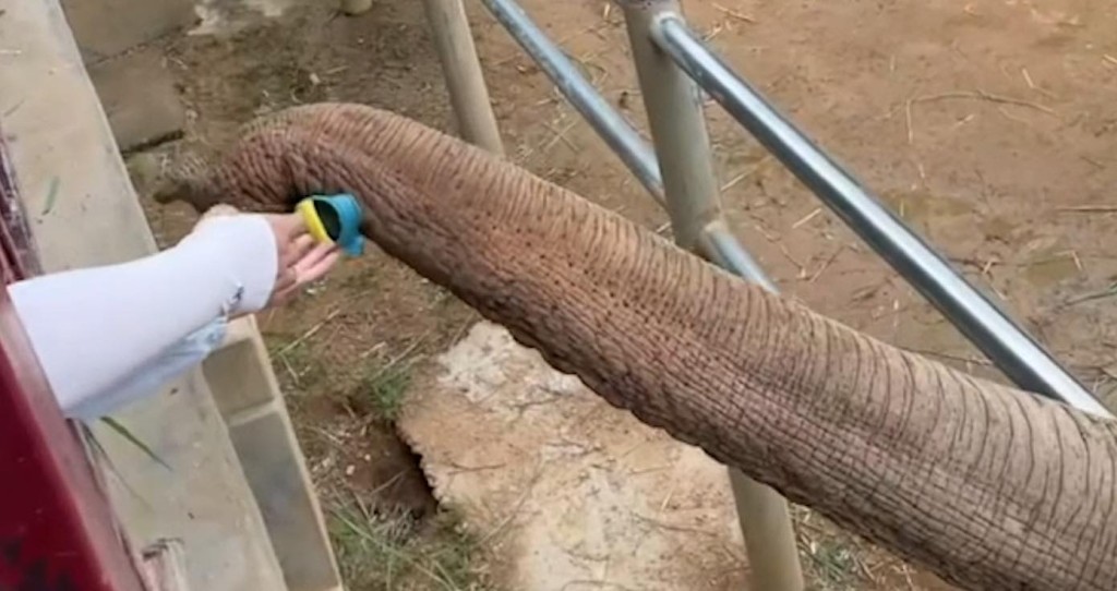 Mira a Elefante Devolver el zapato de un niño que se cayó en el recinto del zoológico – TAN DULCE