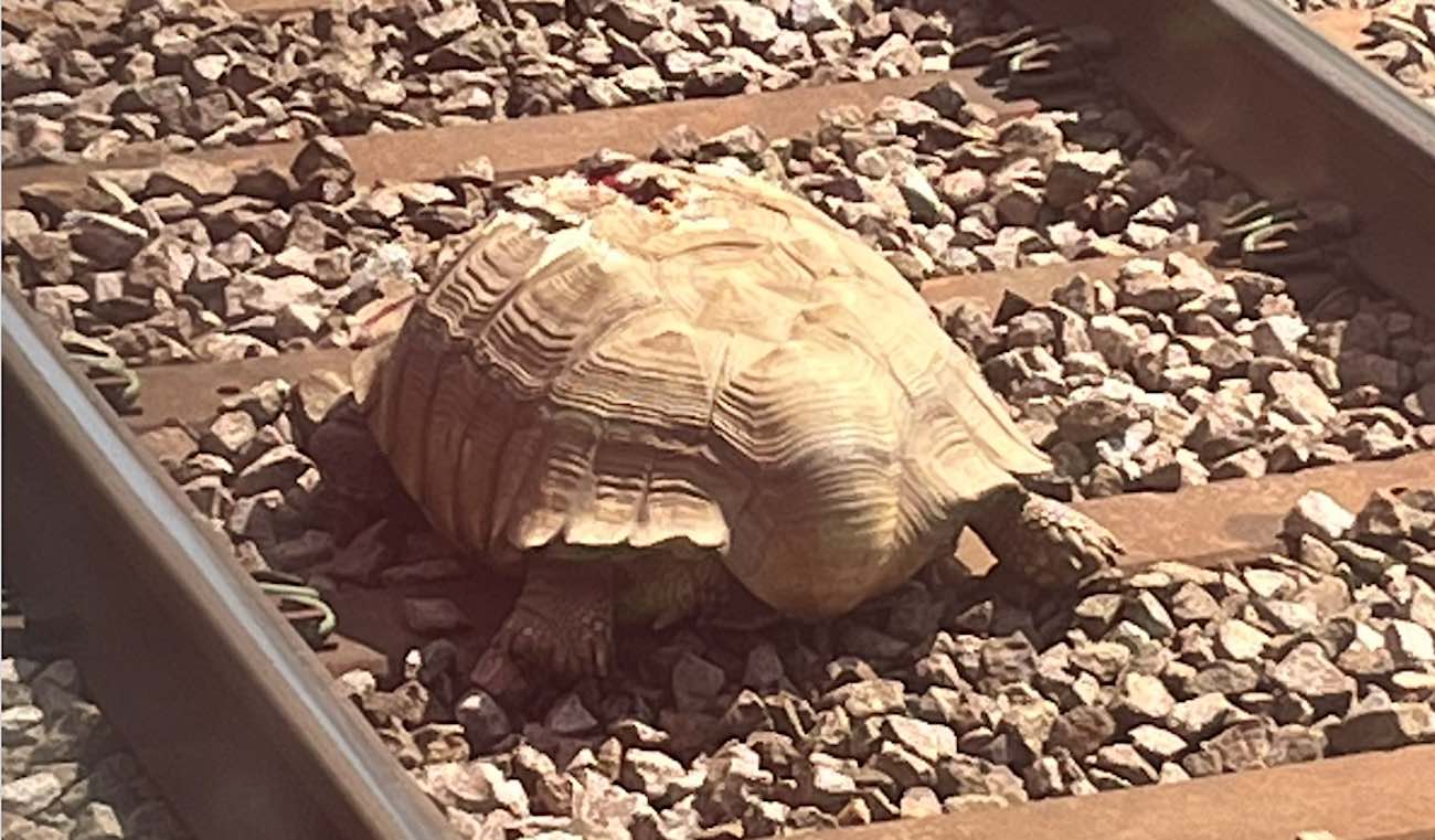 Kura-kura Raksasa 3 Kaki Diselamatkan dari Rel Kereta Berkat Wanita Bertekad yang Melihat Pelariannya