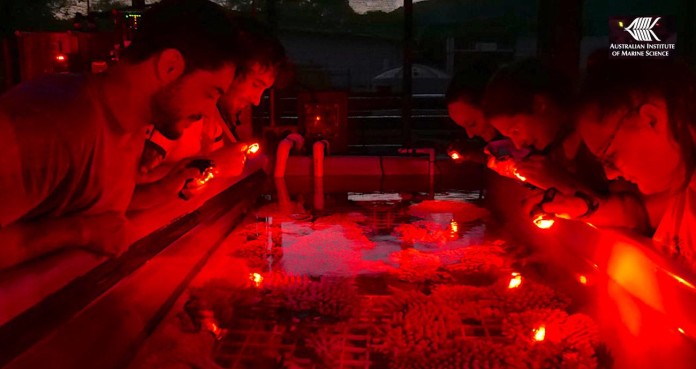 growning spawning coral-Credit Australian Institute of Marine Sciences by Marie Roman