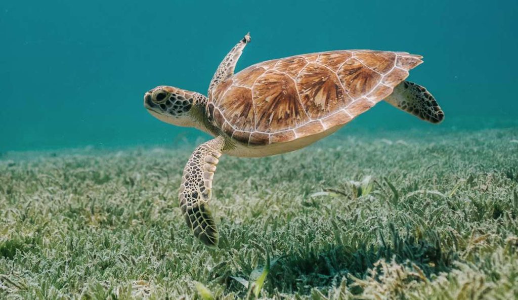 Georgia establece el récord de tortugas con la mayor cantidad de nidos de tortuga boba jamás contados en la playa – MIRA