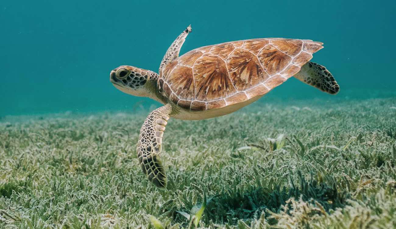 Sets Turtle Record With Most Loggerhead Nests Ever Counted on