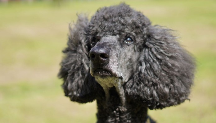poodle dog with happy tears-SWNS