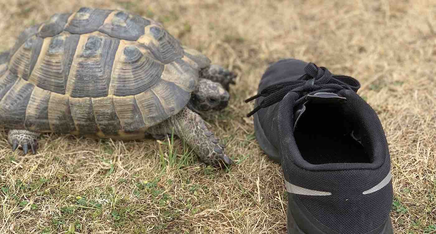 Tonton Kura-kura Menyerang Setiap Sepatu Hitam yang Berani Melangkah di Halaman