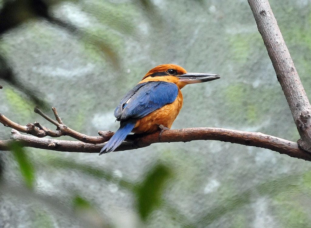 Bird back. Todiramphus cinnamominus. Guam Kingfisher. Микронезийская Альциона.