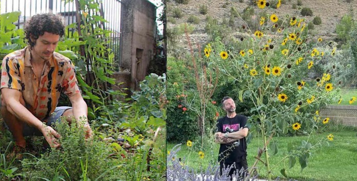 Good Gardening banner w sunflower chaos submitted by Brad Rowland