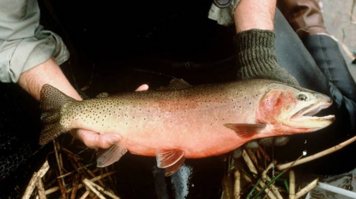 Greenback cutthroat trout - Courtesy of U.S. Fish and Wildlife Service