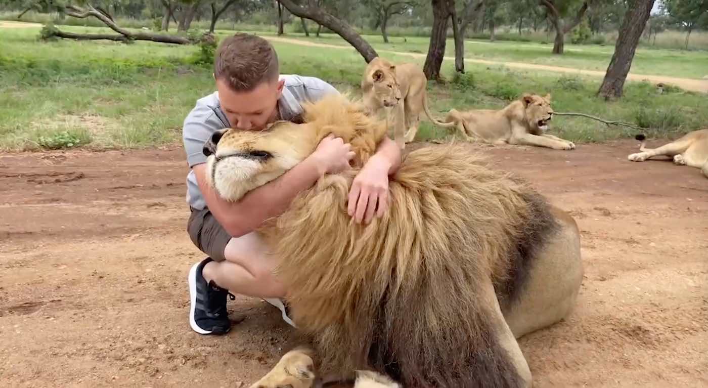 Safari Park Worker is Best Friends With Lion That He's Cuddled and Pampered  For Years - WATCH