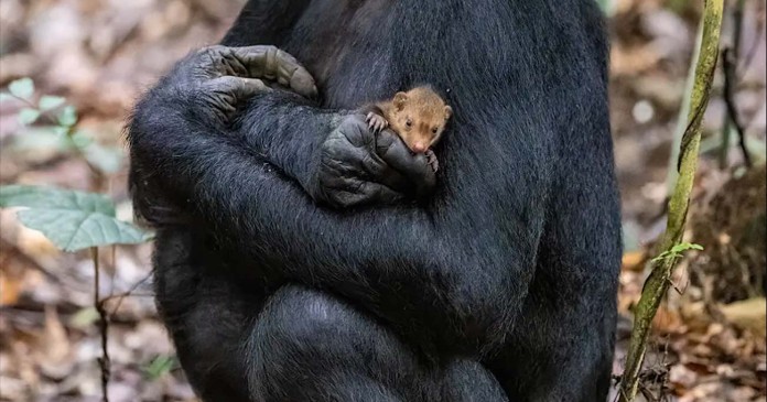 bonobo cuddles mongoose cropped-Christian Ziegler:Natural History Museum copy