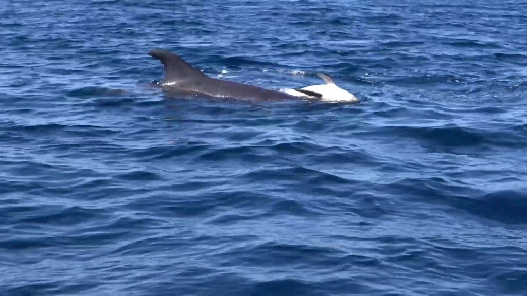 Momento desgarrador cuando una madre delfín “en duelo” no deja a su cría fallecida durante varios días (VER)