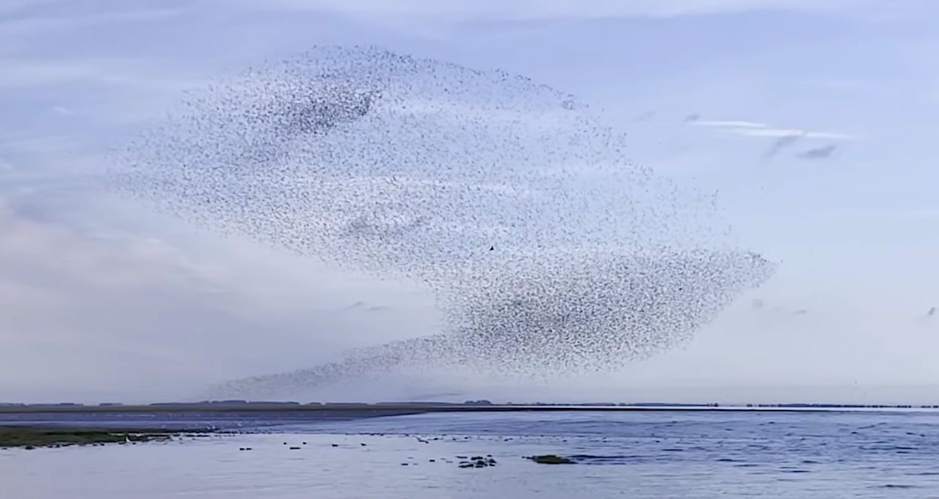Fotografer Menangkap Pemandangan Mempesona dari Ribuan Burung dalam Gumaman Di Atas Laut