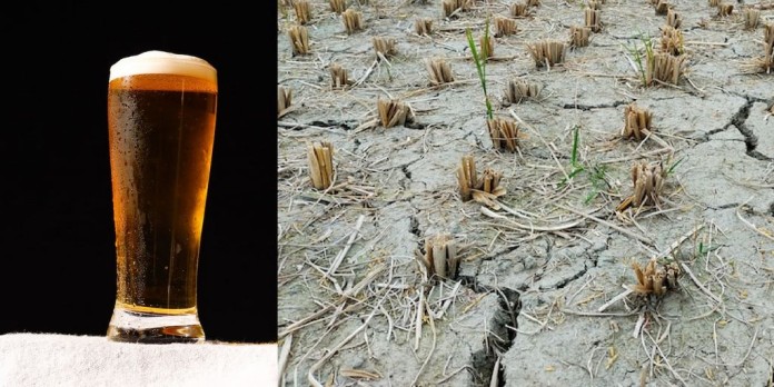 plant irrigation (Copy)