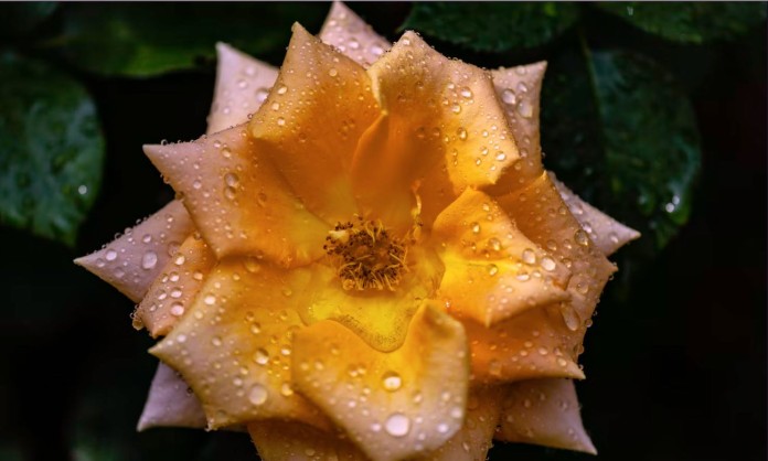 rose blossome flower w dew-pubdomain-Michael Payne
