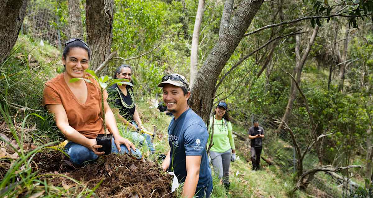 ‘Pesan Penting Harapan’ Dibuat Melalui Penanaman Kembali Spesies Pohon Punah di Hawaii