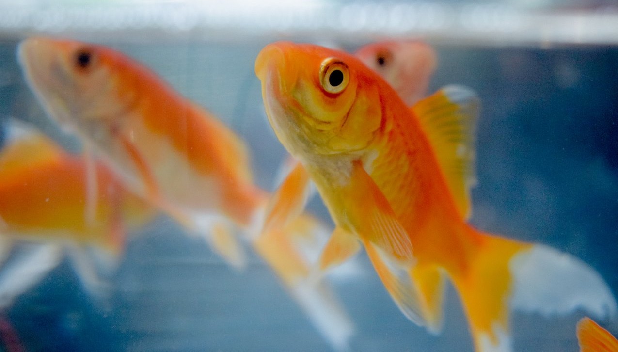 Ikan Mas Punya Kenangan Hebat dan Bahkan Digunakan Sebagai Model Jenis Kognisi Ikan