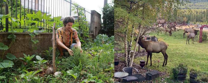 Good Gardens plus elk