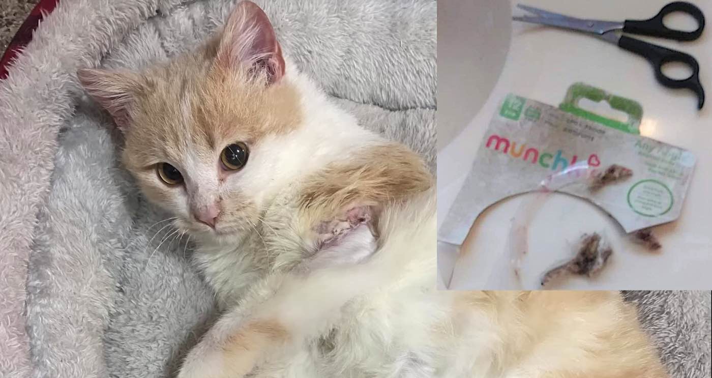 Bagaimana Kucing Kecil yang Terluka Memulai Seluruh Inisiatif Keberlanjutan