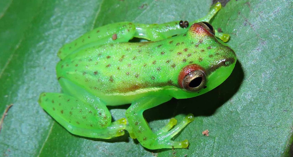 Finalmente, identificó la fuente del misterioso sonido: una nueva especie de rana nombrada en honor a su búsqueda rebelde en Costa Rica.