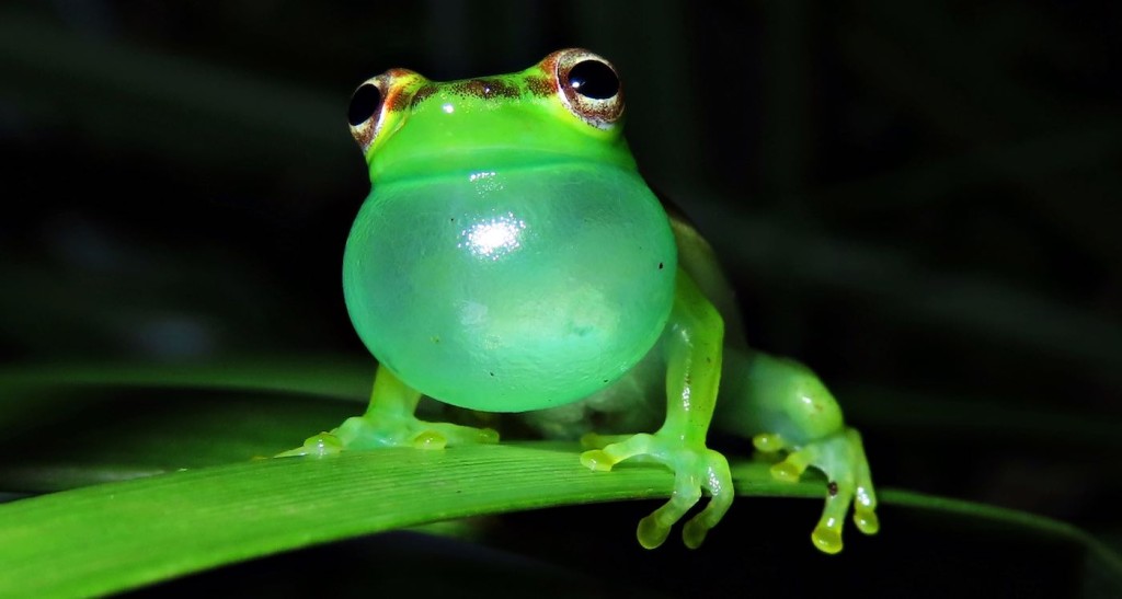 Finalmente, identificó la fuente del misterioso sonido: una nueva especie de rana nombrada en honor a su búsqueda rebelde en Costa Rica.