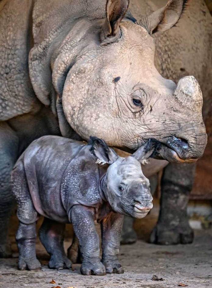 Incredible Birth of Endangered Baby Rhino is Captured on Zoo's Cameras ...