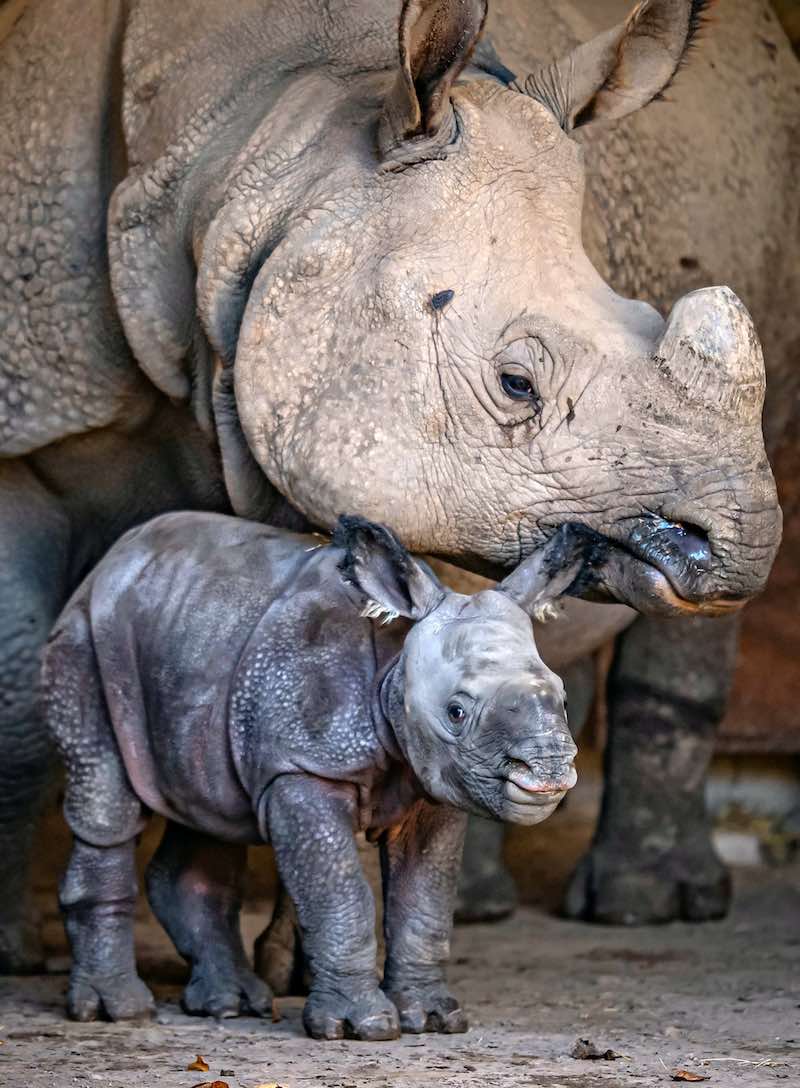Incredible Birth of Endangered Baby Rhino is Captured on Zoo's Cameras