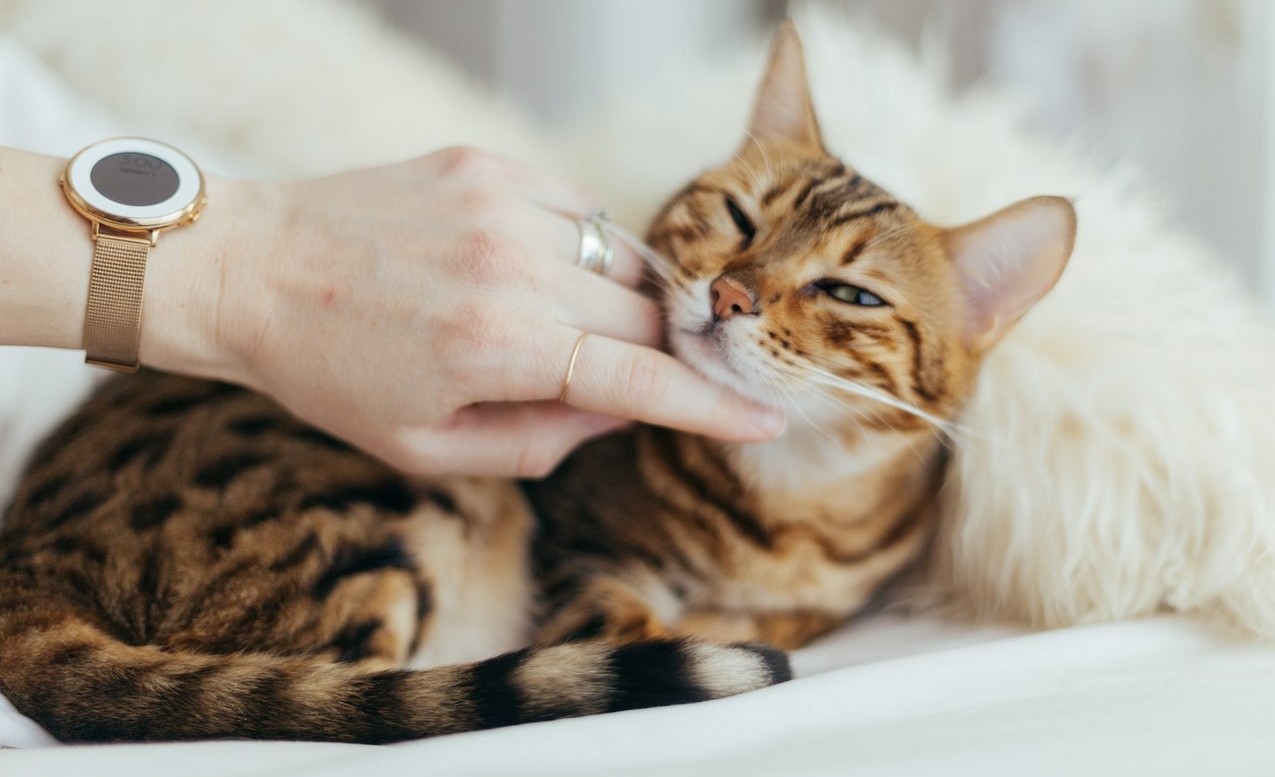 Situs Web Memungkinkan Anda Mendengarkan Dengkuran Kucing Kapanpun Anda sedang stres–Dan Itu Juga Dapat Menenangkan Kucing Anda