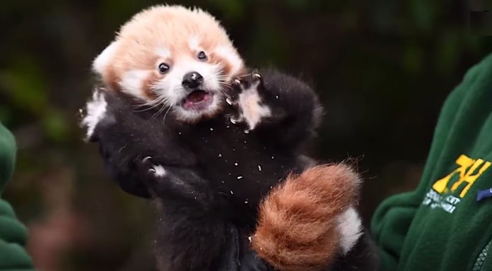 red panda cub first vet visit-Paradise wildlife park in Hertfordshire-SWNS