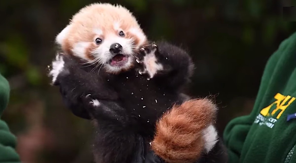 Bayi Panda Merah Langka yang ‘Memberi Harapan’ Upaya Spesies Langka Mendapatkan Ujian Pertama –WATCH