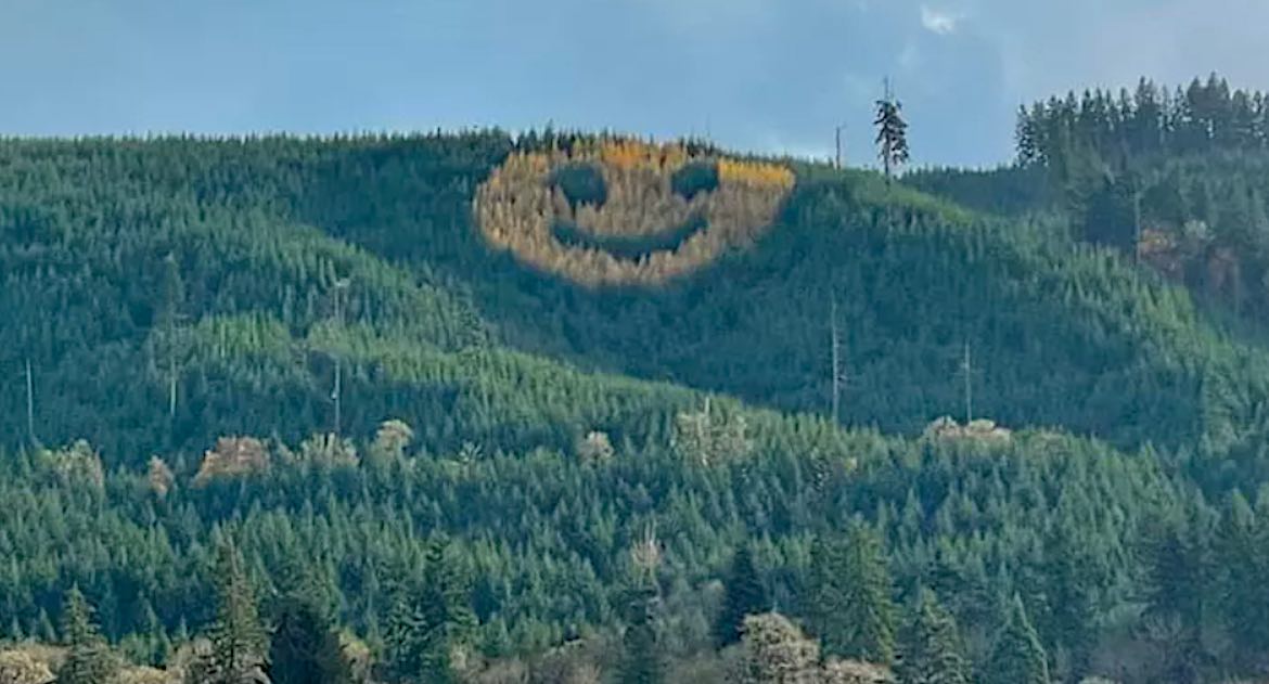 Perusahaan Kayu Menumbuhkan Pohon yang Tersenyum Dengan Senyuman Besar untuk Pengemudi Oregon