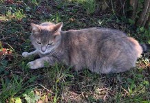 Cat Walks Across France to Their Old Home Before Being Reunited With ‘Stunned’ Owners 13 Months Later