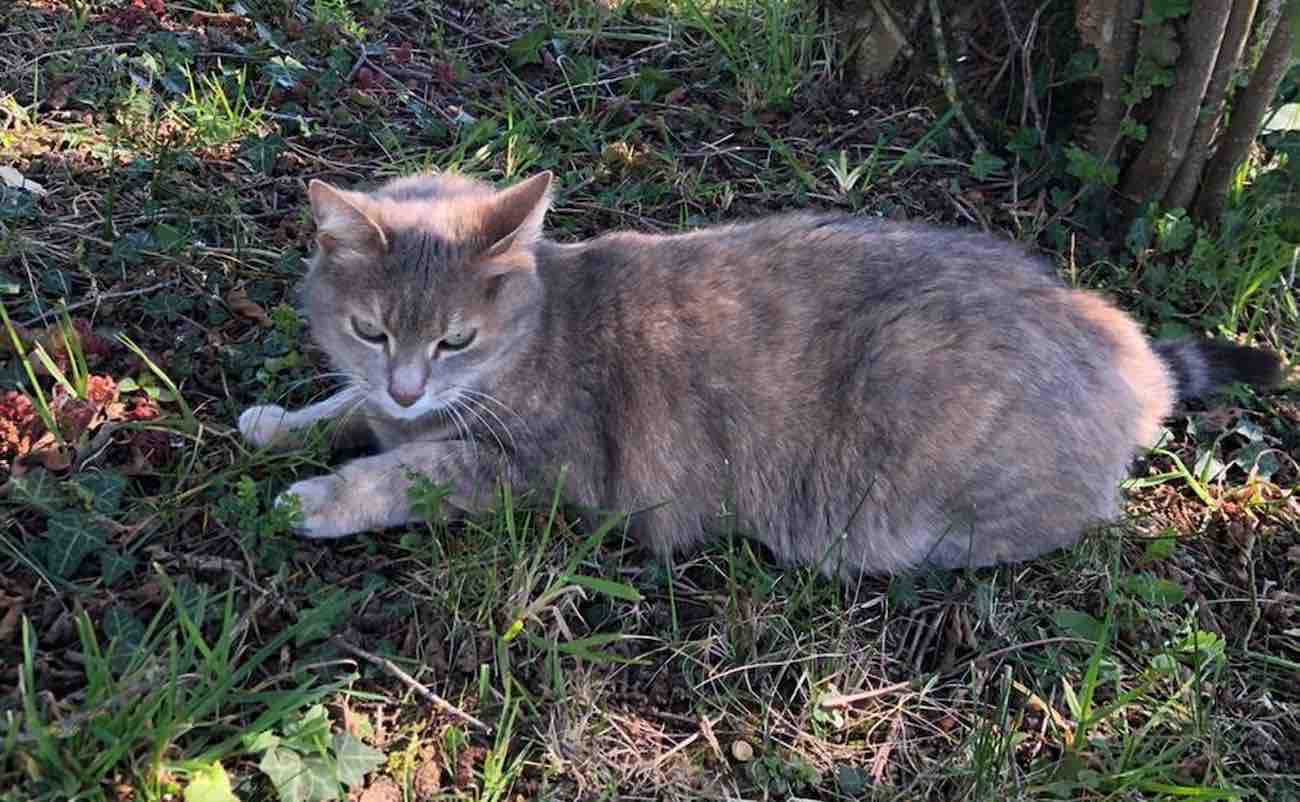Kucing Berjalan Melintasi Prancis ke Rumah Lama Mereka Sebelum Bersatu Kembali Dengan Pemilik ‘Tertegun’ 13 Bulan Kemudian