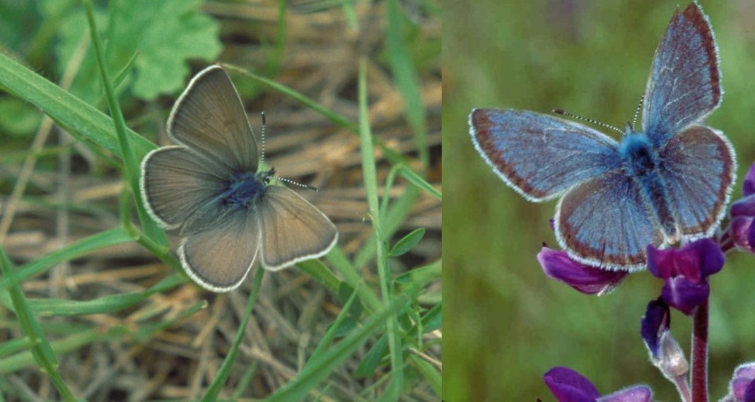 Efforts to Save Endangered Blue Butterfly Quadruples its Populationbut