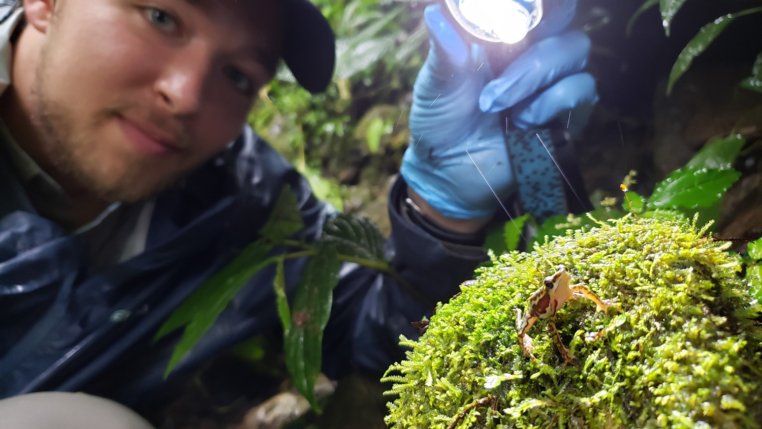 Ahli Ekologi Telah Menemukan 32 Spesies Katak Harlequin di Ekuador yang Dianggap Punah