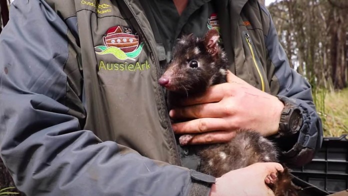 Park ranger holding EASTERN QUOLL-Aussie Ark-youtube released