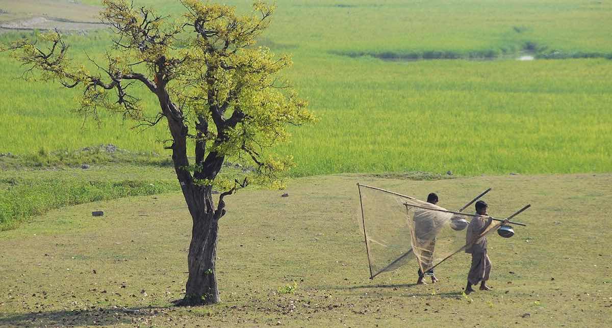 Petani Bangladesh Menggali Sumur Sederhana Telah Menciptakan Keajaiban Irigasi Dunia–Dengan Meluapnya Padi