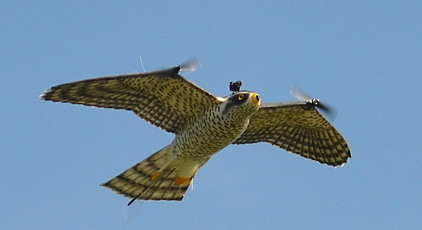 ‘RobotFalcon’ Dapat Membubarkan Kawanan Burung Mengganggu untuk Membuat Penerbangan Pesawat Lebih Aman