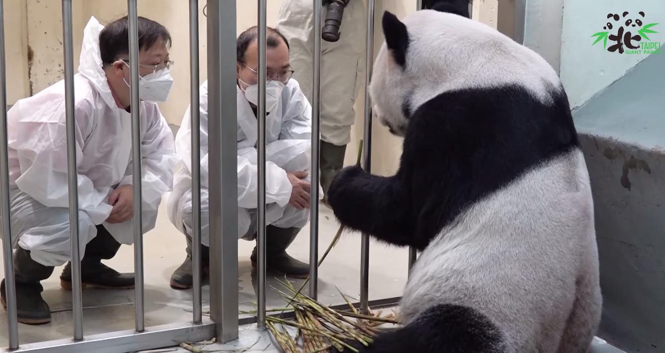 China Kirim Ahli Dokter Hewan ke Taiwan untuk Membantu Pemulihan Panda Sakit