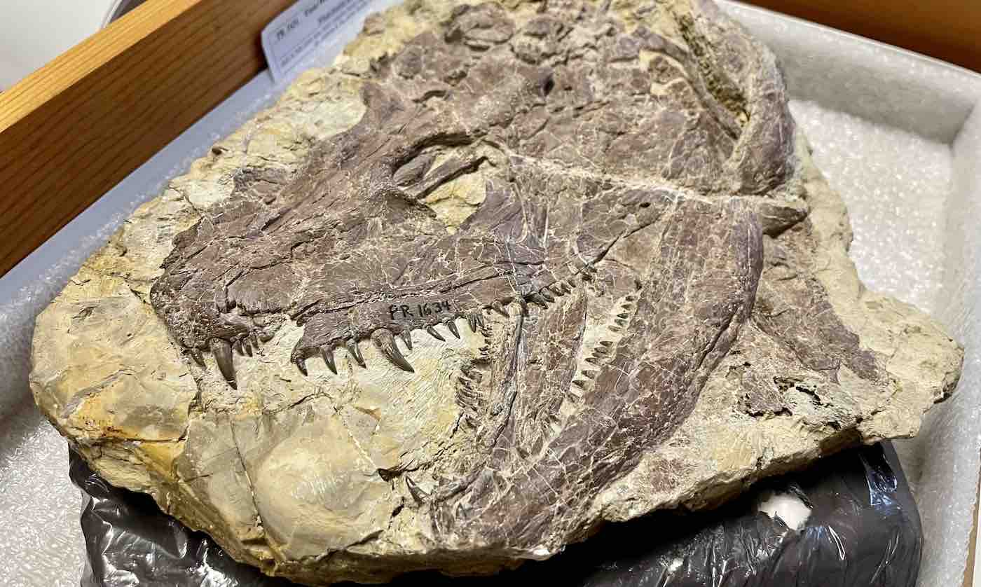 ‘T.  rex pada zamannya’ Hidup 340 juta Tahun Lalu dengan Gigi Tajam Silet dan Hubungan Aneh dengan Kita