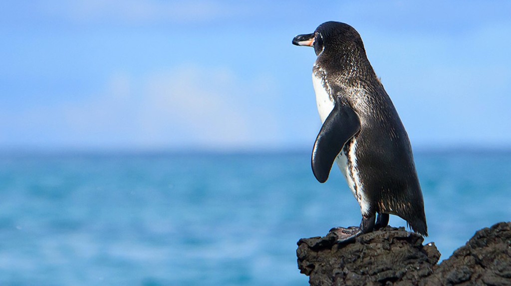 El pingüino de Galápagos, uno de los más raros del mundo, ve un rayo de esperanza